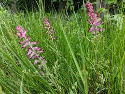 Image result for Fumaria officinalis