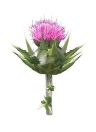 Attēlu rezultāti vaicājumam “Silybum marianum fruit”