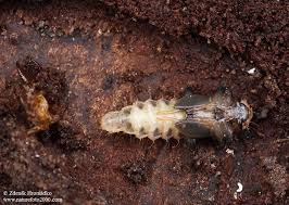 Attēlu rezultāti vaicājumam “Schizotus pectinicornis larva”