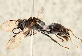 Attēlu rezultāti vaicājumam “Crabronidae”