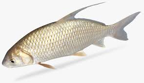 Image result for Carpiodes cyprinus