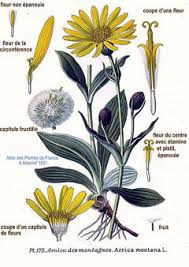 Attēlu rezultāti vaicājumam “Arnica montana”