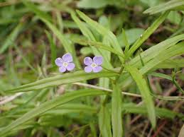Attēlu rezultāti vaicājumam “Veronica scutellata flower”