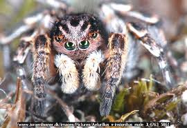 Attēlu rezultāti vaicājumam “Aelurillus v-insignitus”