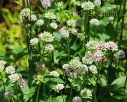 Attēlu rezultāti vaicājumam “Astrantia major”