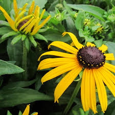 Image result for Rudbeckia fulgida