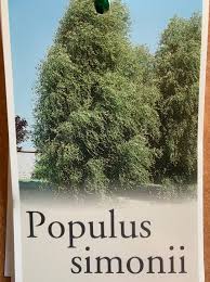 Attēlu rezultāti vaicājumam “Populus simonii”