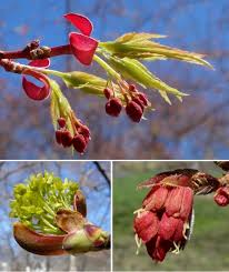 Attēlu rezultāti vaicājumam “Armeria vulgaris bud”