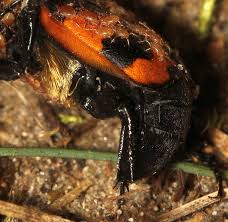 Attēlu rezultāti vaicājumam “Nicrophorus investigator imago”