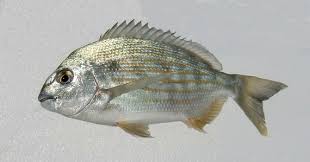 Image result for Archosargus rhomboidalis