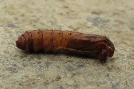 Attēlu rezultāti vaicājumam “Hepialus humuli male”