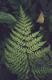 Attēlu rezultāti vaicājumam “Dryopteris expansa”