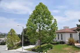Attēlu rezultāti vaicājumam “Platanus x hispanica (syn. Platanus x acerifolia)”