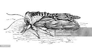 Attēlu rezultāti vaicājumam “Shargacucullia scrophulariae”