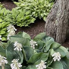 Image result for Hosta sieboldiana 'Elegans'