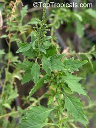 Image result for Chenopodium ambrosioides