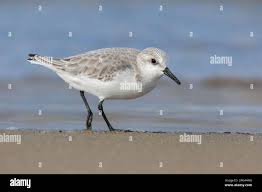 Attēlu rezultāti vaicājumam “Calidris alba adult”
