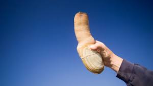 Image result for geoduck