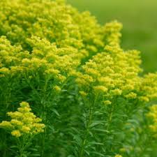 Attēlu rezultāti vaicājumam “Oligonema flavidum”