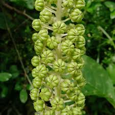 Attēlu rezultāti vaicājumam “Phytolacca acinosa flower”