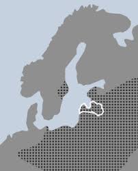 Attēlu rezultāti vaicājumam “Libanotis montana”