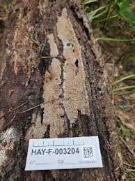 Attēlu rezultāti vaicājumam “Phlebia serialis”