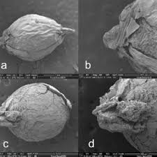 Attēlu rezultāti vaicājumam “Cladium mariscus bud”