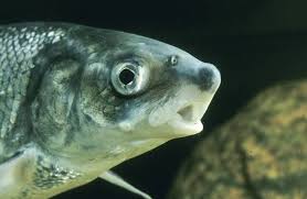 Image result for Coregonus lavaretus oxyrinchus