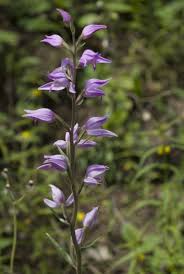 Attēlu rezultāti vaicājumam “Cephalanthera rubra flower”