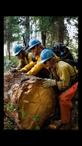 Image result for Hotshots