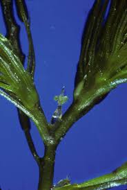 Attēlu rezultāti vaicājumam “Najas marina”