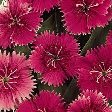 Attēlu rezultāti vaicājumam “Dianthus arenarius leaf”