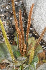 Attēlu rezultāti vaicājumam “Plantago major subsp. intermedia leaf”