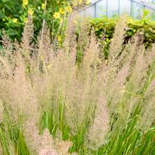 Attēlu rezultāti vaicājumam “Calamagrostis purpurea”