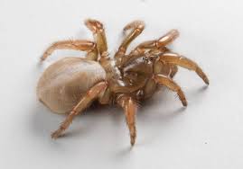 Image result for spider