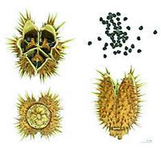 Attēlu rezultāti vaicājumam “Datura stramonium fruit”