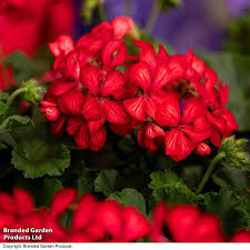 Attēlu rezultāti vaicājumam “Geranium palustre fruit”