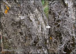 Attēlu rezultāti vaicājumam “Anaptychia ciliaris”