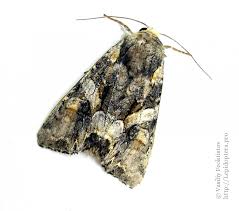 Attēlu rezultāti vaicājumam “Lacanobia contigua imago”