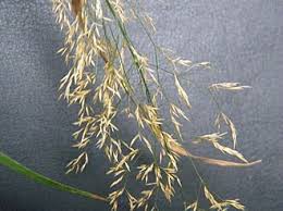 Attēlu rezultāti vaicājumam “Agrostis capillaris”