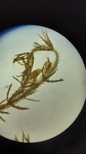 Attēlu rezultāti vaicājumam “Chara aspera”