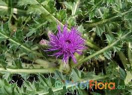 Attēlu rezultāti vaicājumam “Cirsium acaule fruit”
