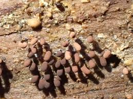 Attēlu rezultāti vaicājumam “Stemonitopsis amoena”