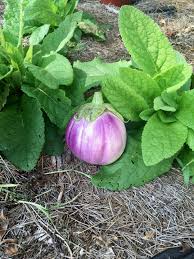 Afbeeldingsresultaat voor rosa bianca eggplant
