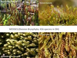 Attēlu rezultāti vaicājumam “Tortula truncata sporophyte”