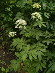 Attēlu rezultāti vaicājumam “Chaerophyllum aromaticum”