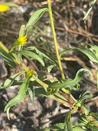 Attēlu rezultāti vaicājumam “Solidago virgaurea”