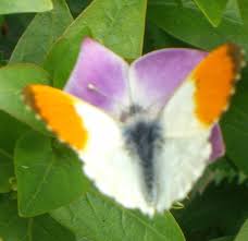 Attēlu rezultāti vaicājumam “Anthocharis cardamines male”