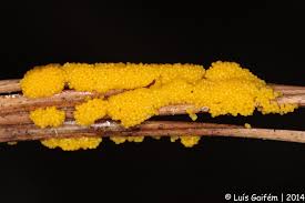 Attēlu rezultāti vaicājumam “Physarum virescens”