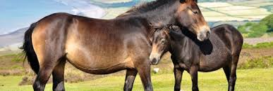 Image result for Porlock Vale Riding School